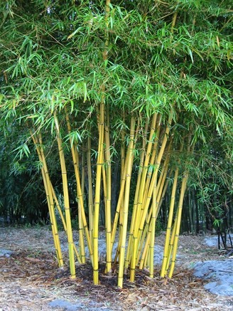 common bamboo
